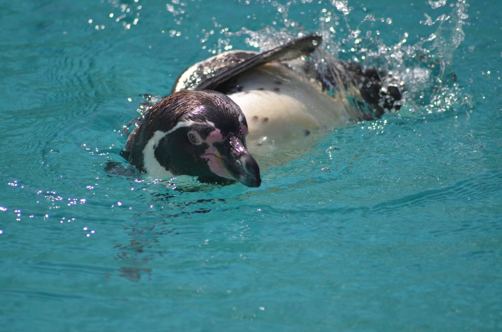 Nikon D5100 sample photo. Penguin, water, zoo photography