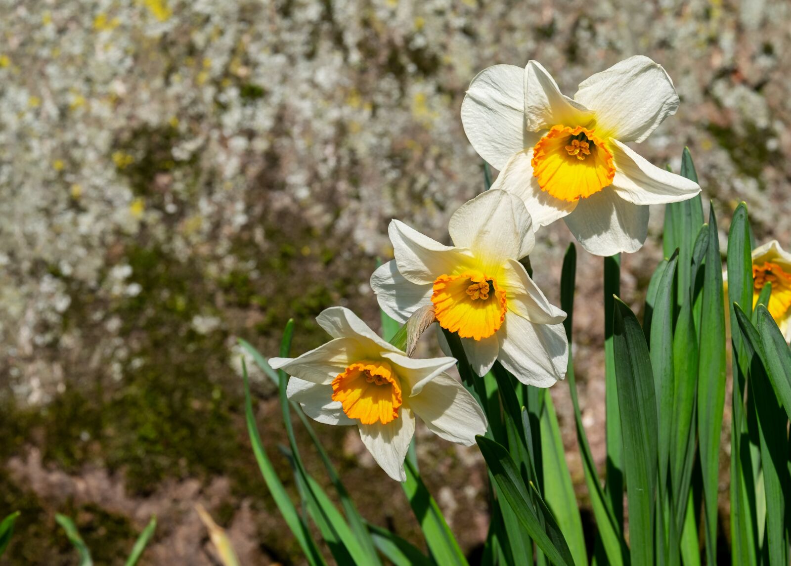 Fujifilm XF 55-200mm F3.5-4.8 R LM OIS sample photo. Daffodils, flowers, bloom photography
