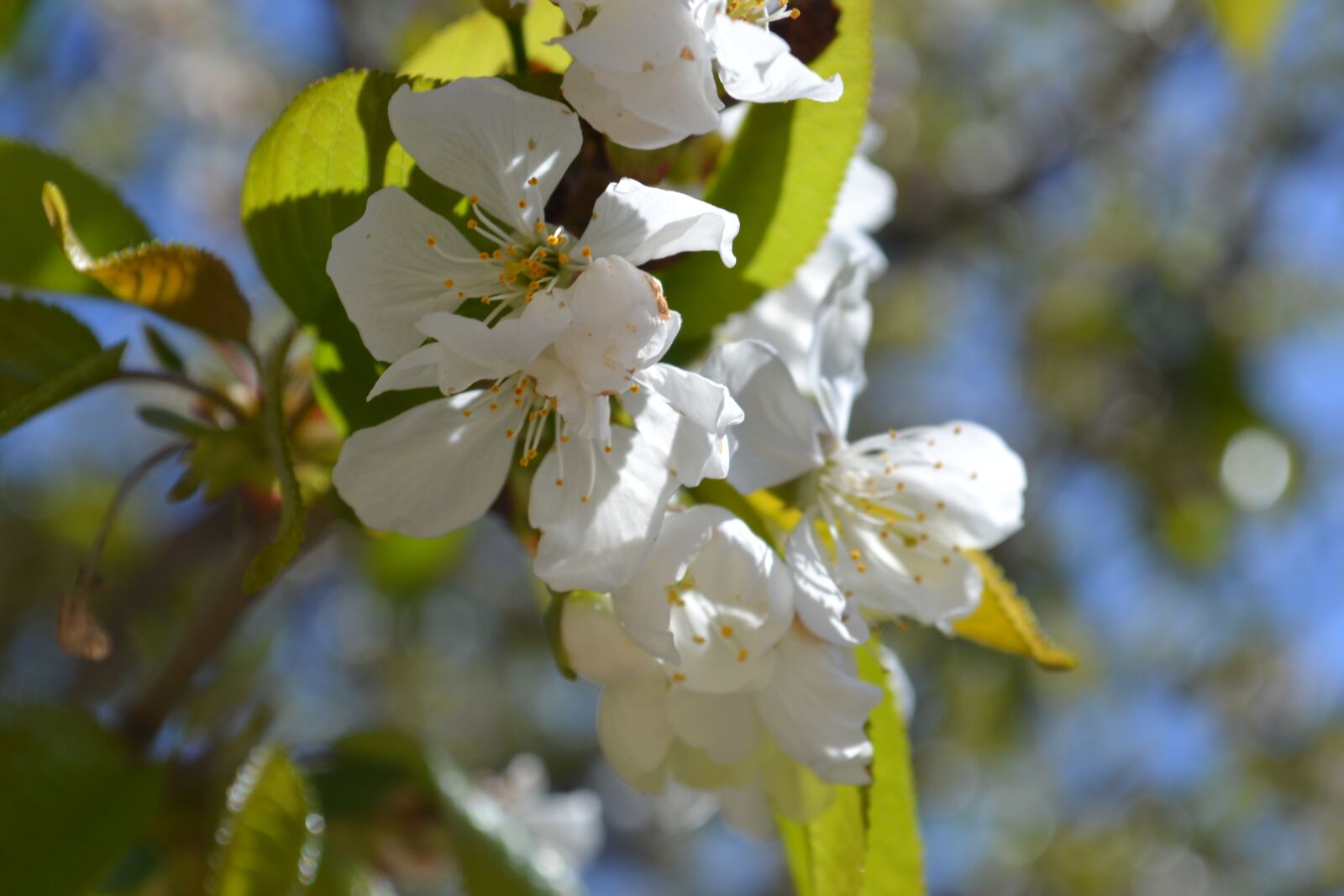 Nikon D3100 sample photo. Flower, nature, white photography