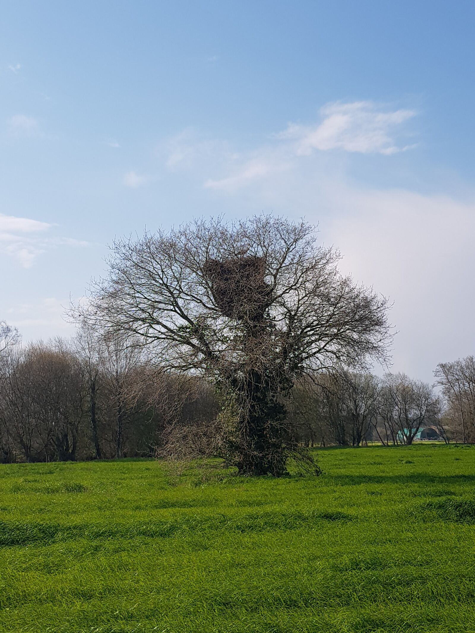 Samsung Galaxy S8 sample photo. Tree, nest, stork photography