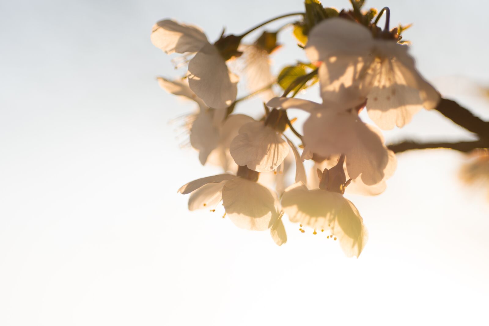 Nikon D7200 sample photo. Sun, sunrise, sunset photography