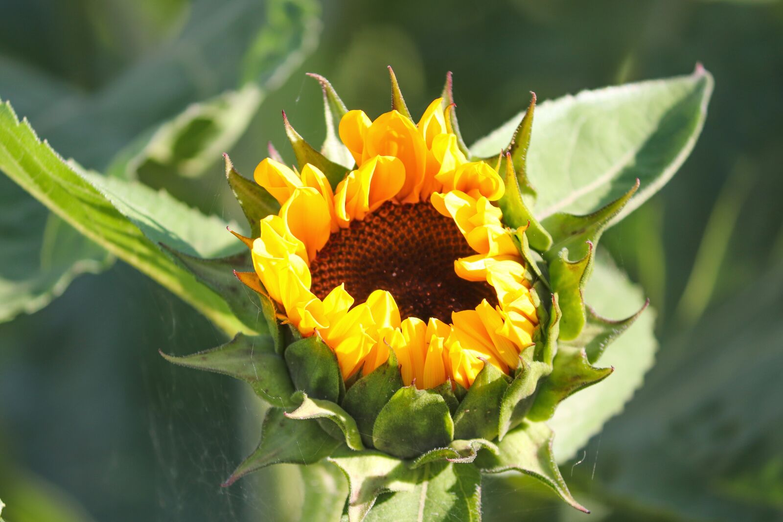 Canon EOS 200D (EOS Rebel SL2 / EOS Kiss X9) sample photo. Sunflower, wild, yellow photography