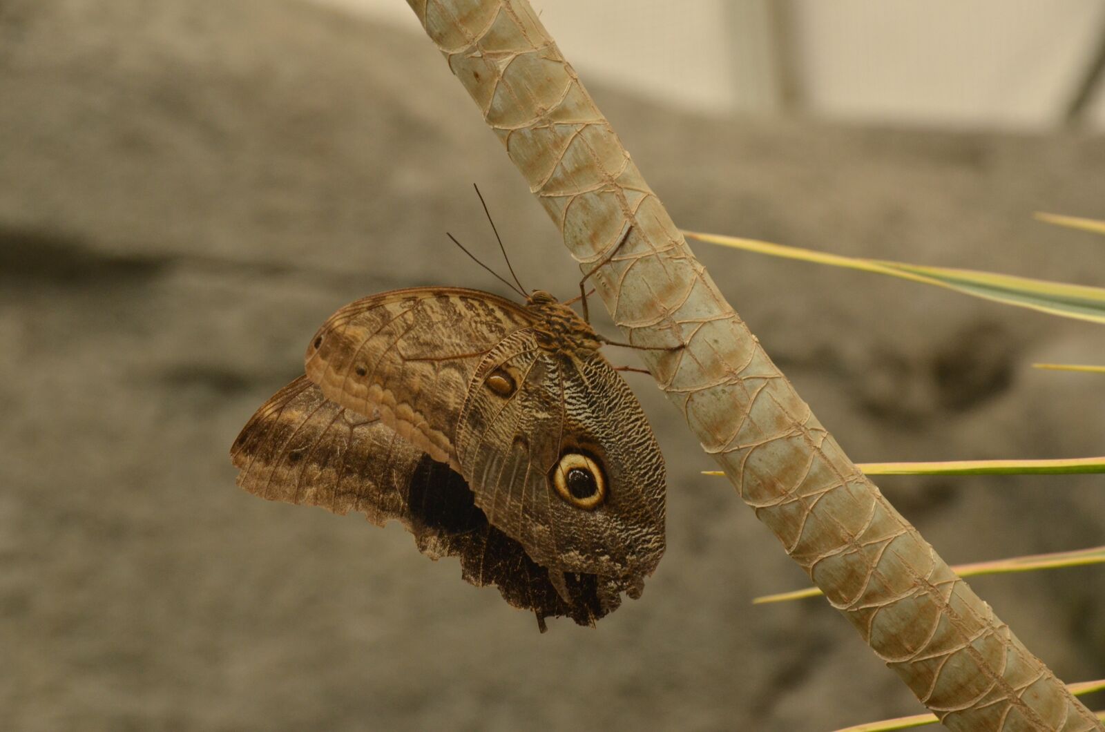 Nikon D7000 sample photo. Butterfly, morpho peleides, brown photography