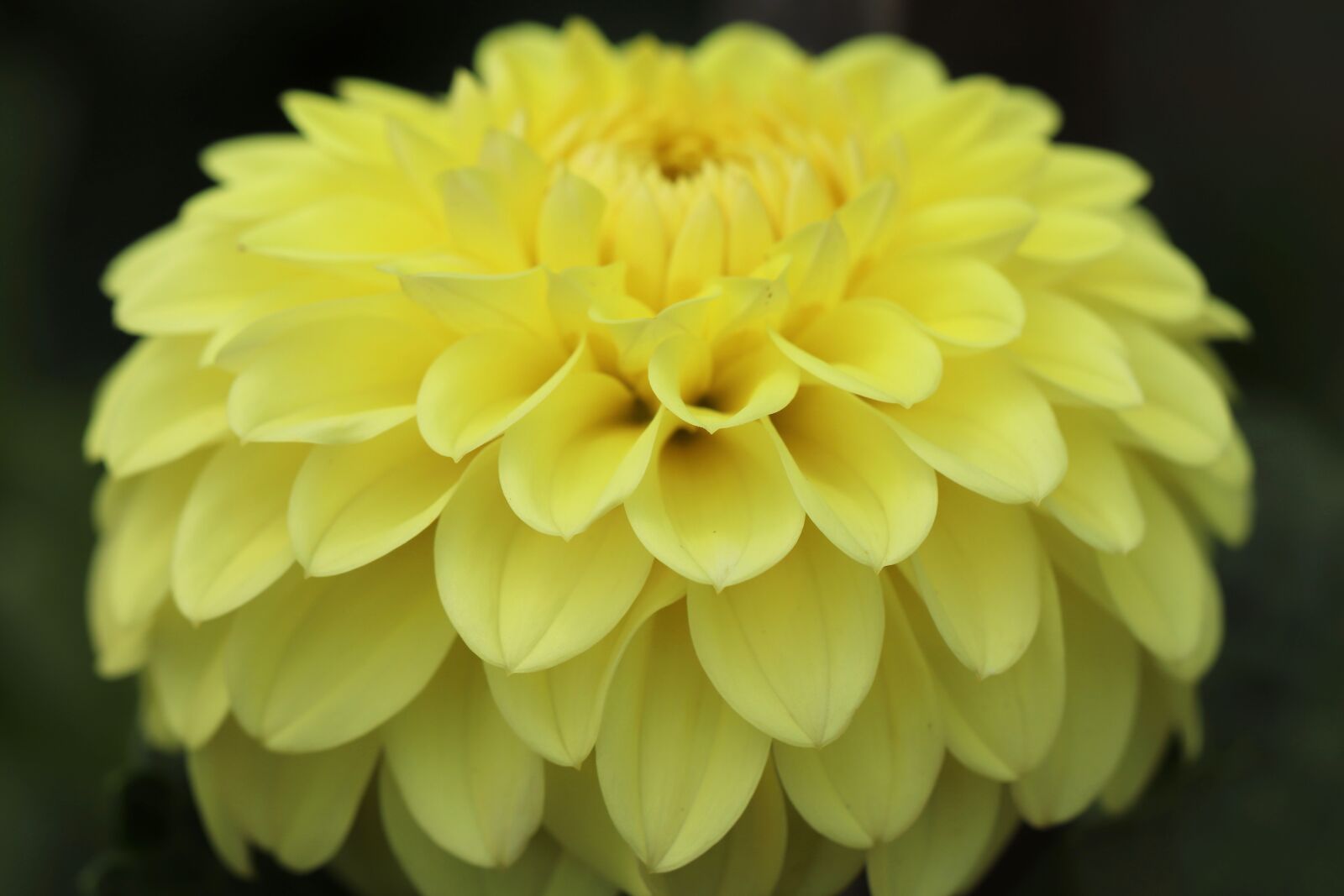 Canon EOS 800D (EOS Rebel T7i / EOS Kiss X9i) sample photo. Dahlia, dahlia flower, blossom photography