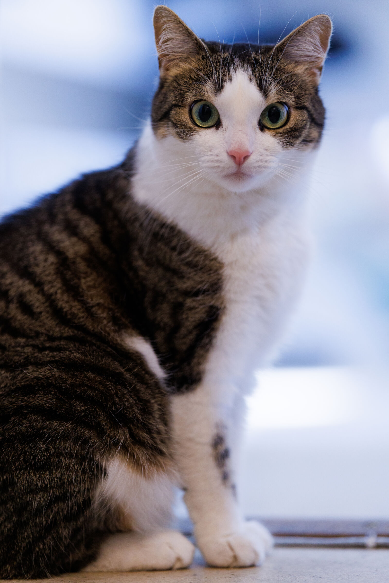 Canon RF 135mm F1.8 L IS USM sample photo. Cat waiting game photography