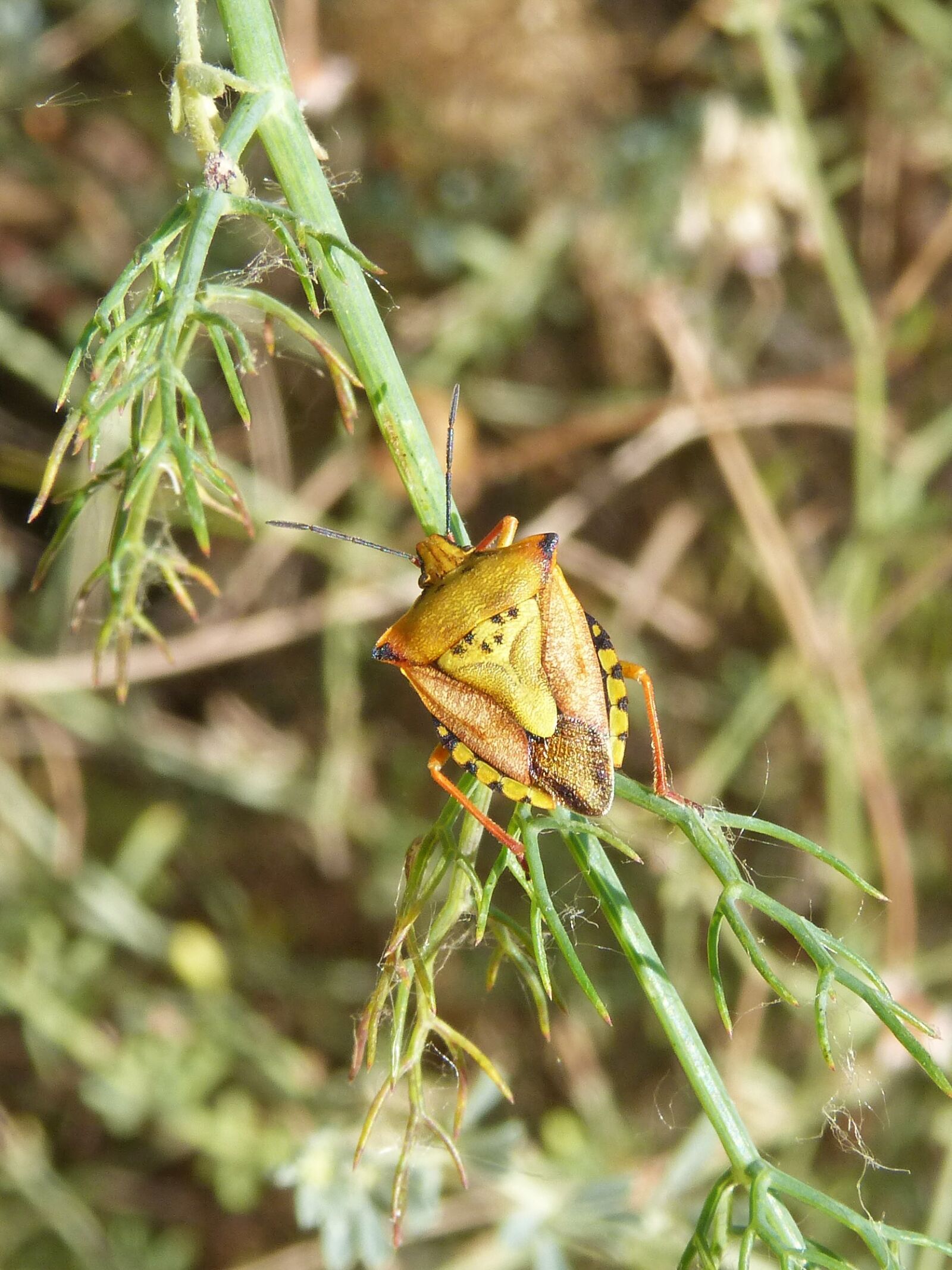 Panasonic DMC-FZ62 sample photo. I pentatomid, dolycoris baccarum photography