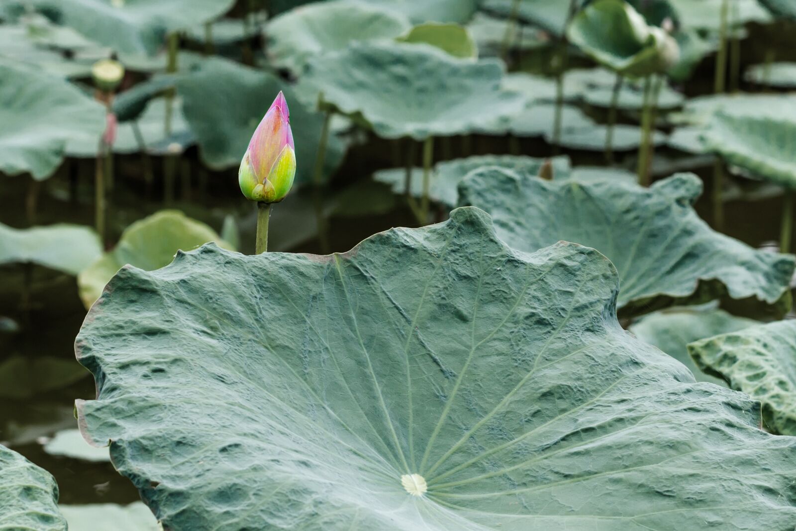 Canon EOS 700D (EOS Rebel T5i / EOS Kiss X7i) + Canon EF 50mm F1.8 II sample photo. Flower, lotus, home photography