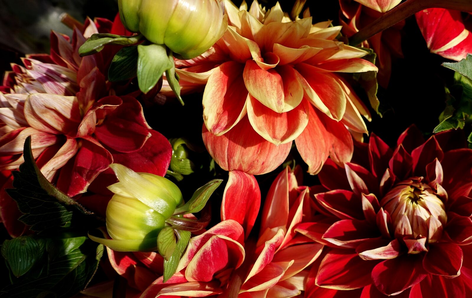 Sony DSC-RX100M5 sample photo. Dahlia, summer flowers, colorful photography