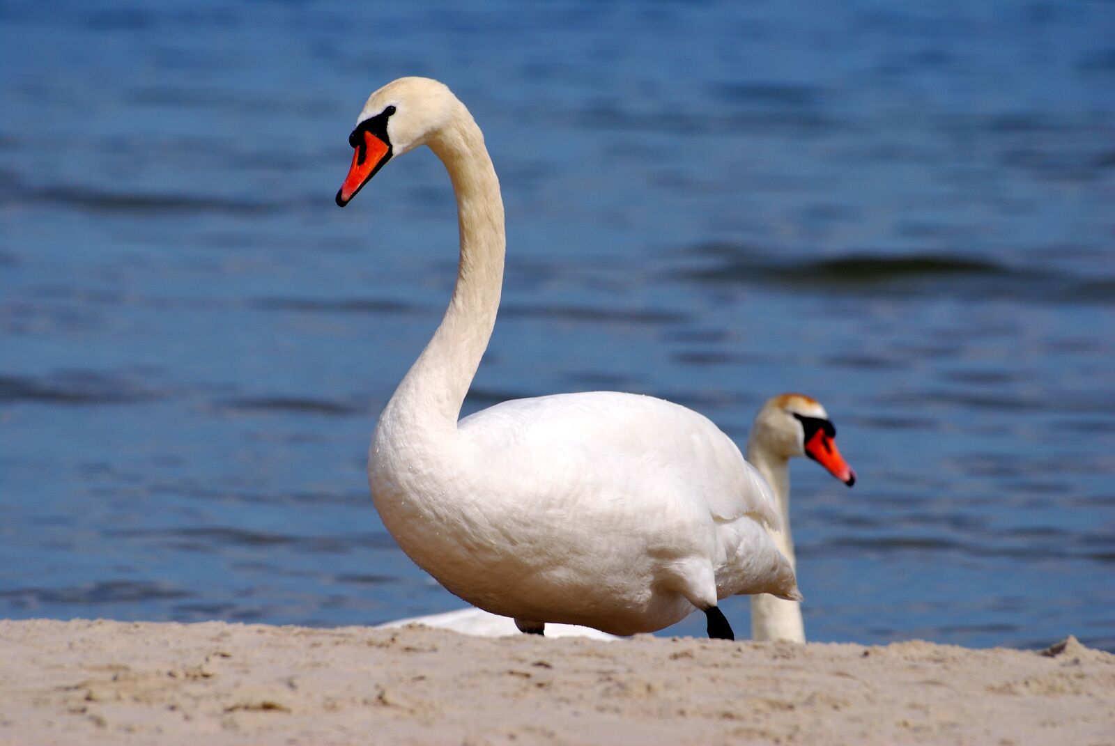 Nikon D60 sample photo. Swan, pen, closeup photography