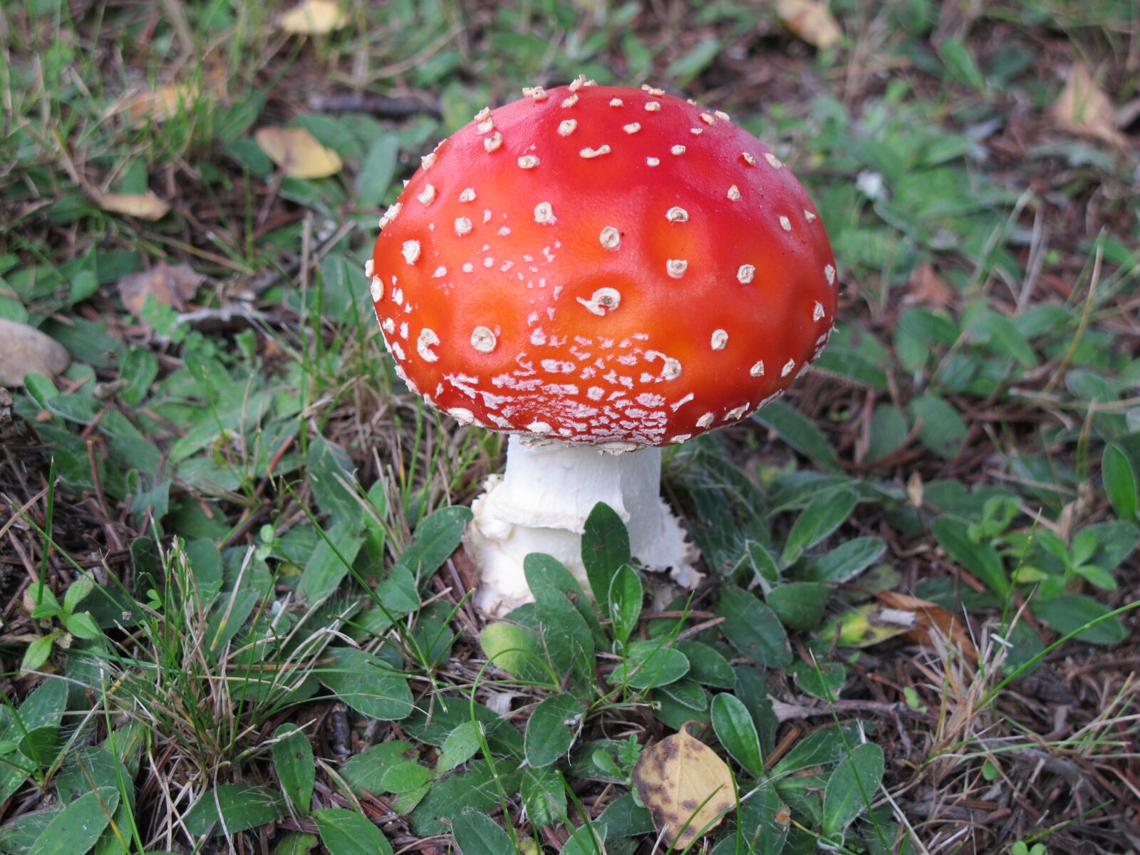 Canon PowerShot G12 sample photo. Fly agaric, mushroom, autumn photography