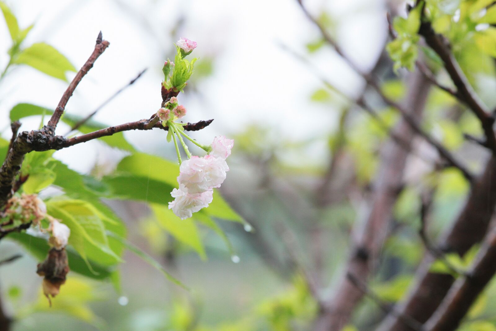 Canon EOS 500D (EOS Rebel T1i / EOS Kiss X3) sample photo. Plant, cherry blossoms, chrysanthemum photography
