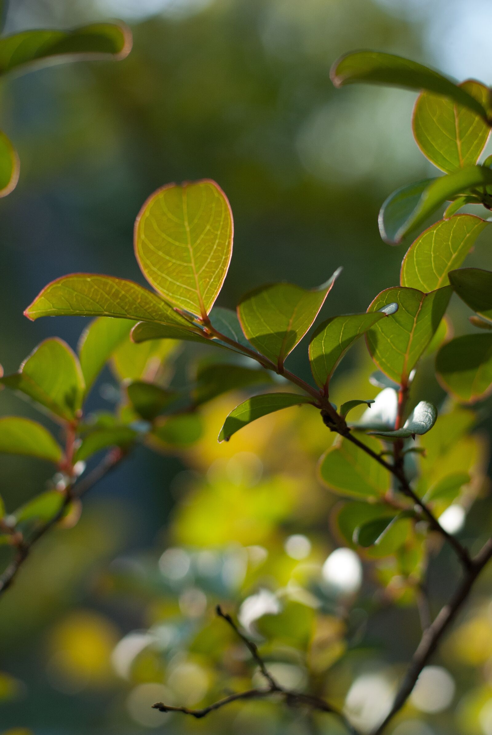 Nikon D80 sample photo. Green, sprig, nature photography