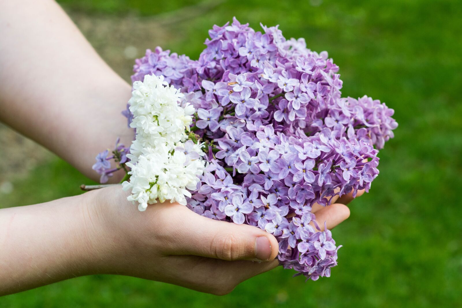Nikon D5200 sample photo. Without, lilac, nature photography