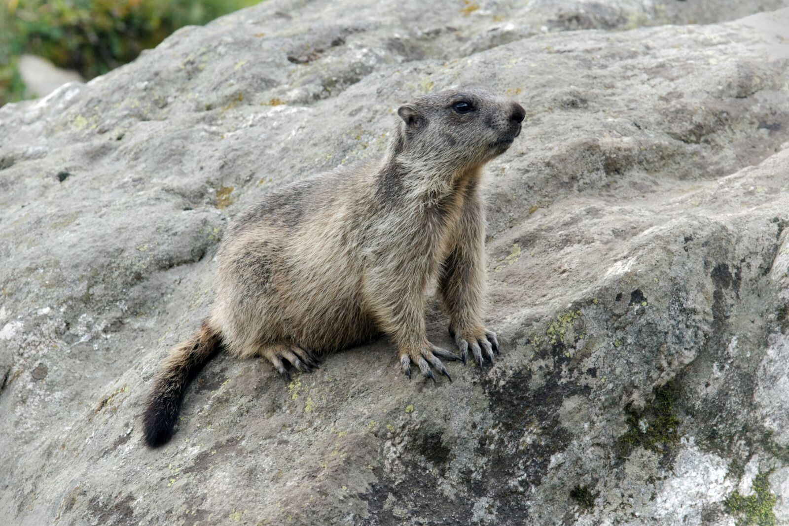 Canon EOS 30D sample photo. Marmots, aletsch glacier, valais photography