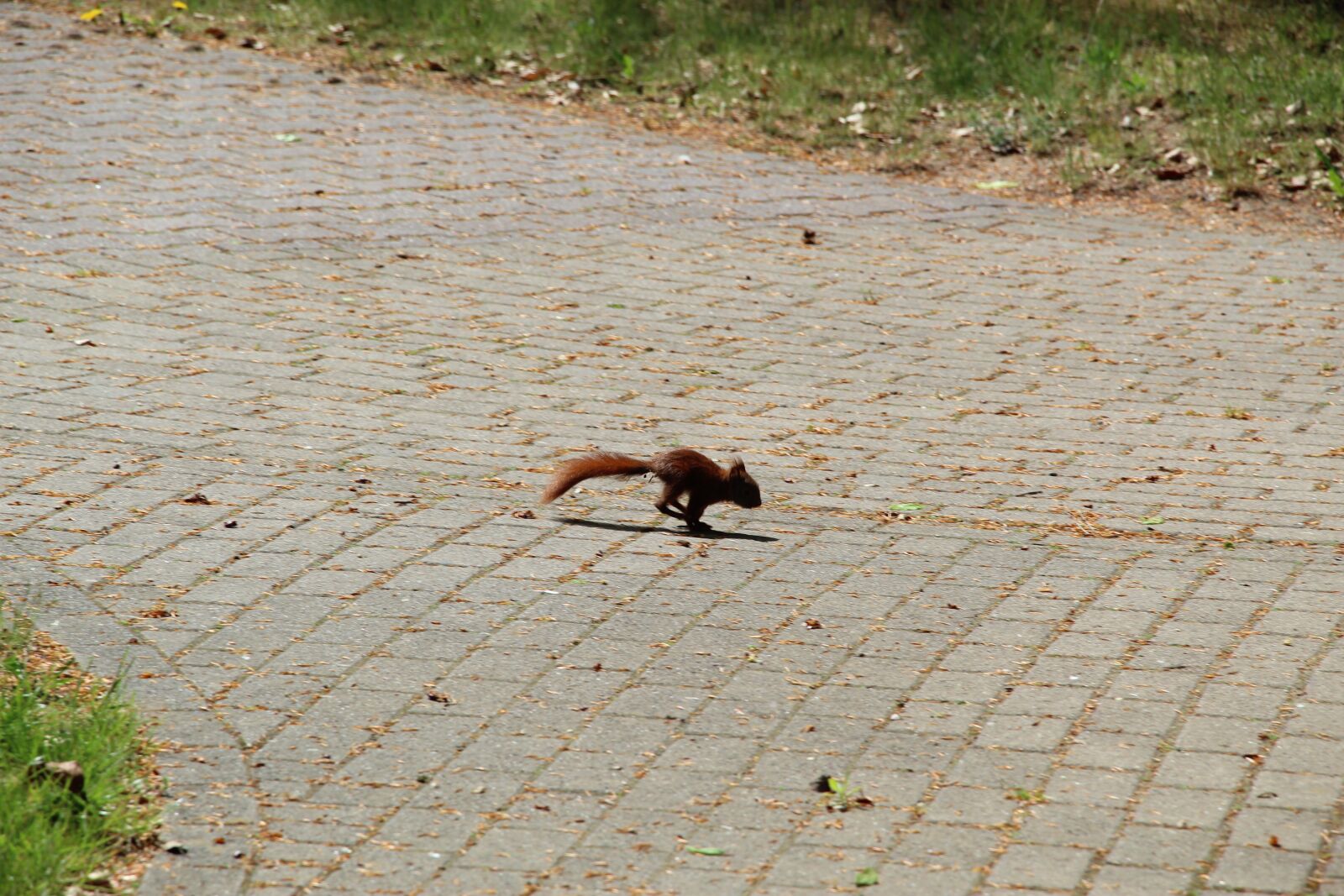 Canon EOS 1300D (EOS Rebel T6 / EOS Kiss X80) sample photo. Squirrel, young, young animal photography