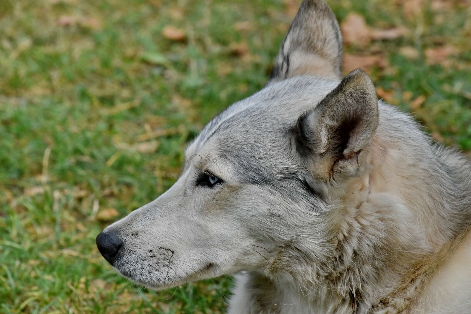 Nikon D5500 sample photo. Details, dog, head, husky photography