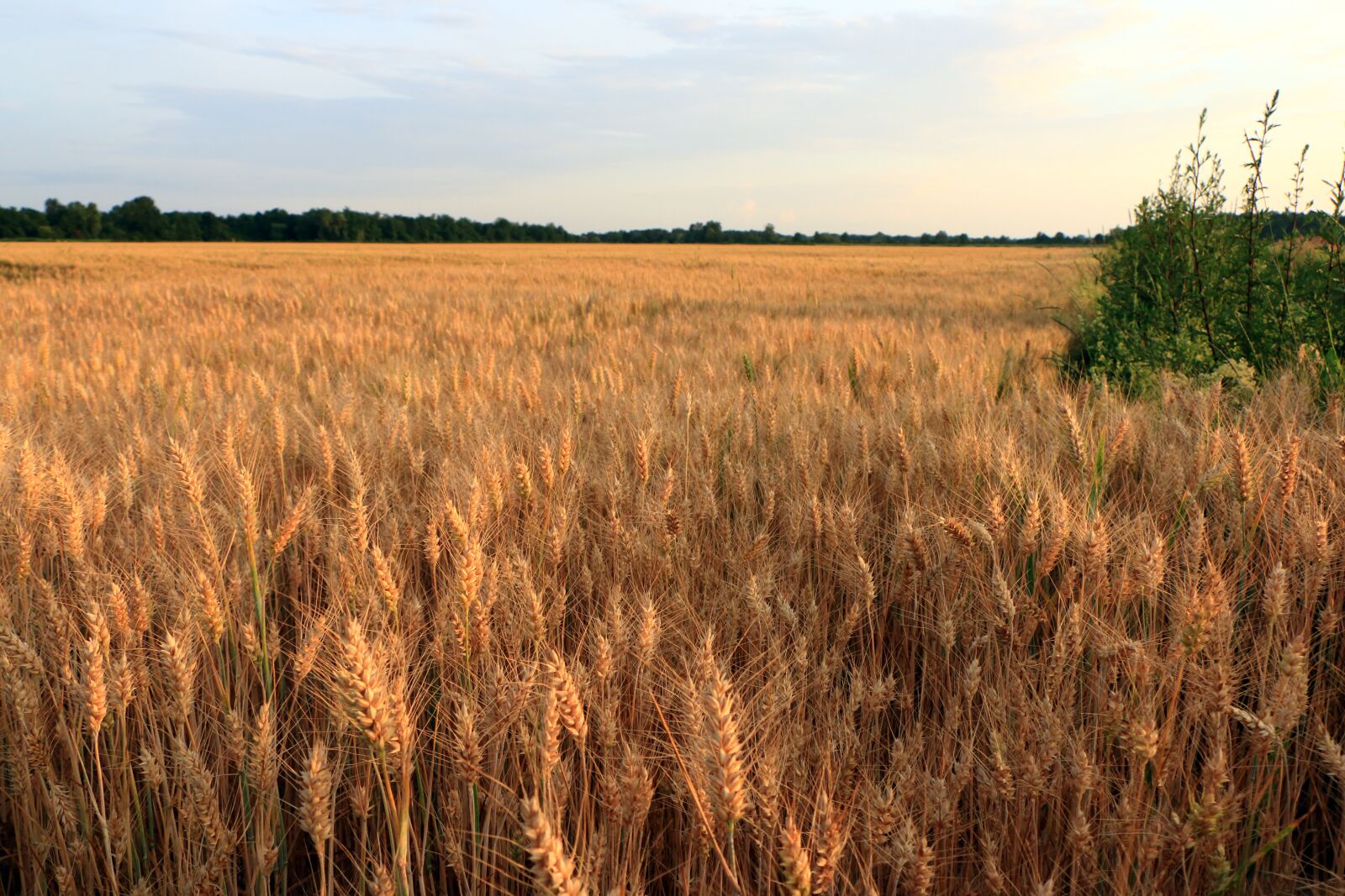 Canon EF-S 18-135mm F3.5-5.6 IS STM sample photo. Wheat, crops, field photography