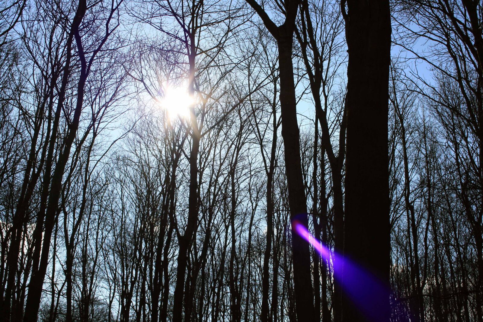 Canon EOS 1000D (EOS Digital Rebel XS / EOS Kiss F) sample photo. Forest, nature, spring photography