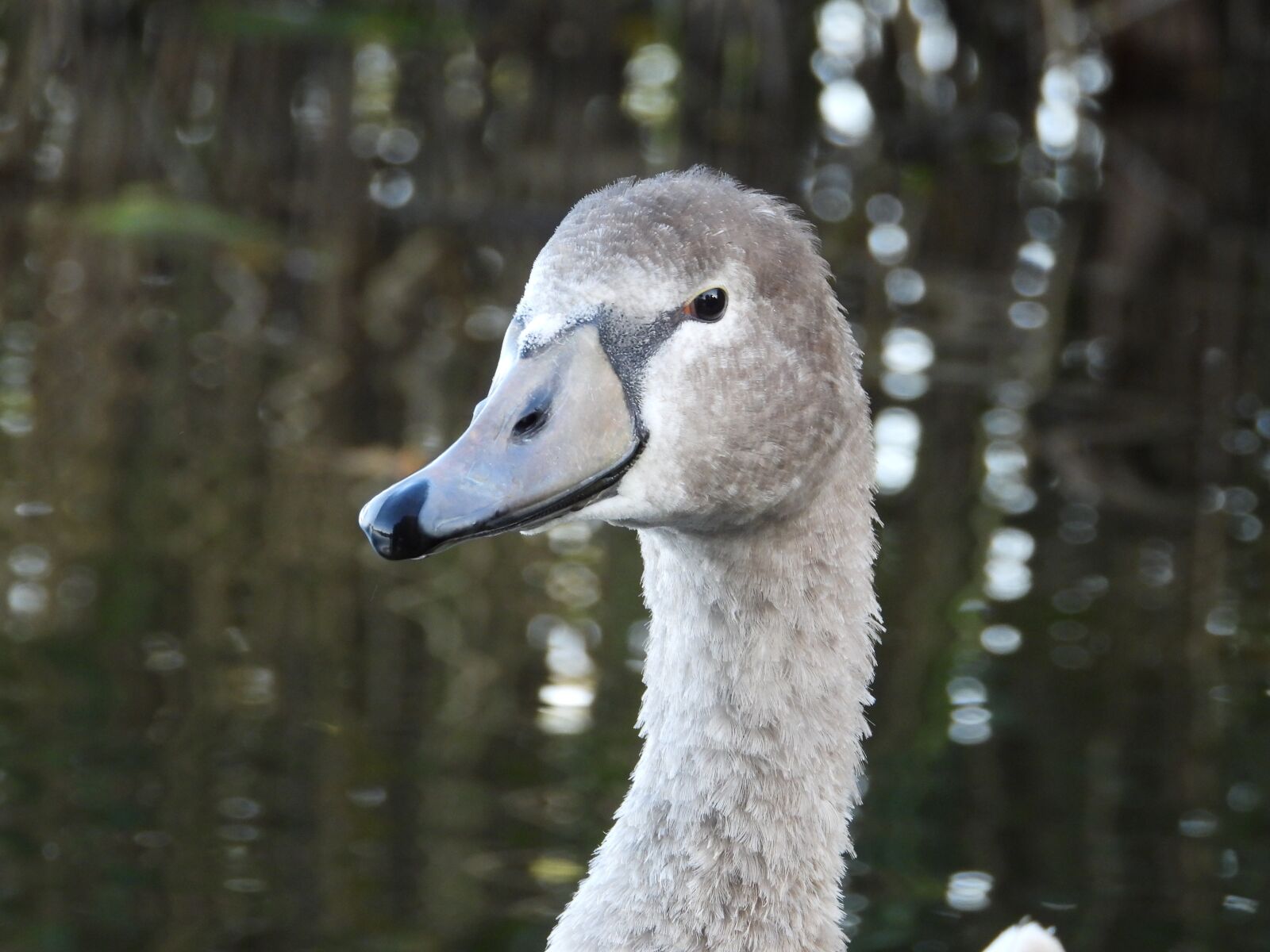 Nikon Coolpix P1000 sample photo. Swan, young animal, grey photography