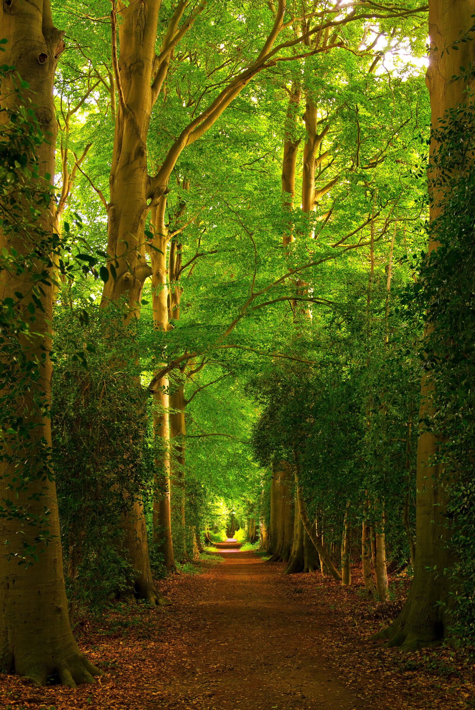 Canon EOS 6D + Canon EF 24-105mm F4L IS USM sample photo. Forest, trees, paths photography