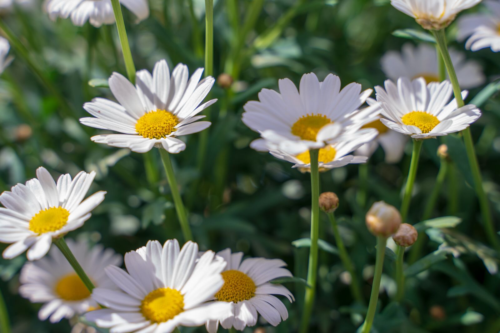 Tamron 28-75mm F2.8 Di III RXD sample photo. Flowers, margarethen, daisies photography