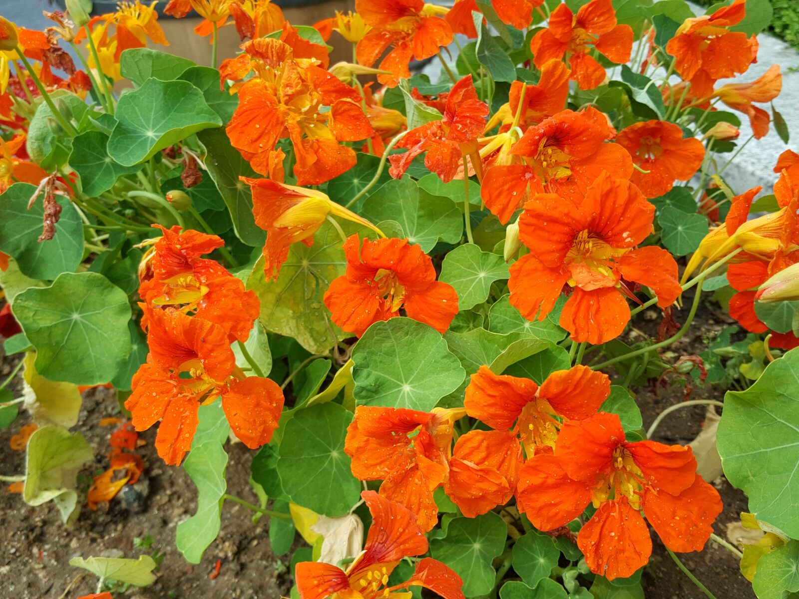 Samsung Galaxy Note5 sample photo. Active call, many other photography
