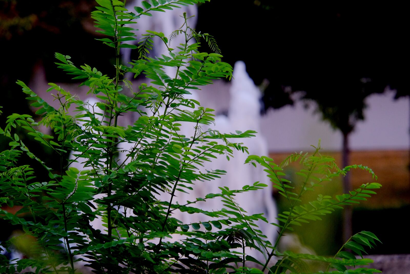 Fujifilm X-E1 sample photo. Bush, aesthetic, plant photography