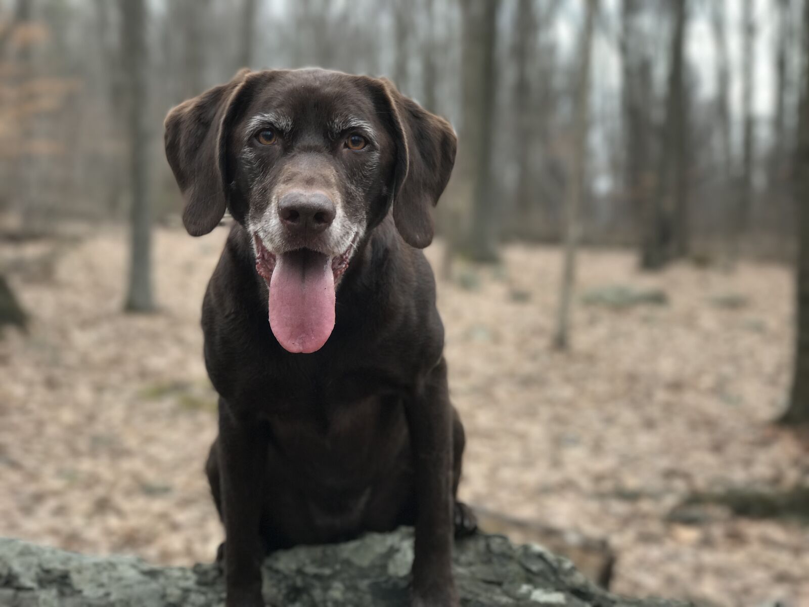 iPhone 7 Plus back dual camera 6.6mm f/2.8 sample photo. Chocolate labrador, chocolate lab photography