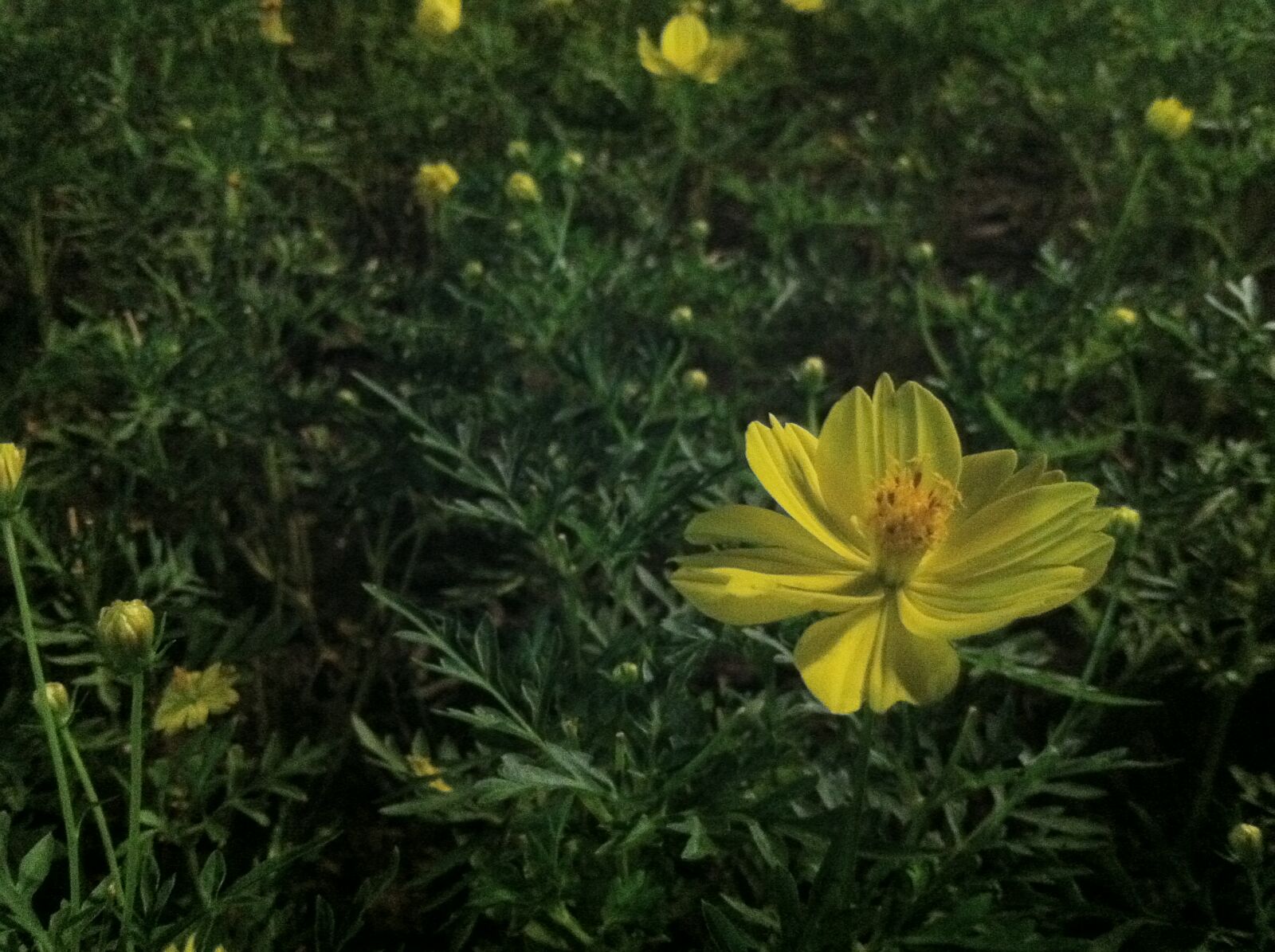 iPhone 4 back camera 3.85mm f/2.8 sample photo. Flower, flowerpot, flowers photography