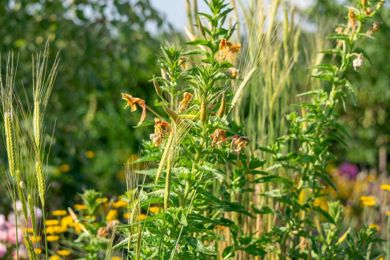 Nikon D3300 sample photo. Flower, garden, flowers photography