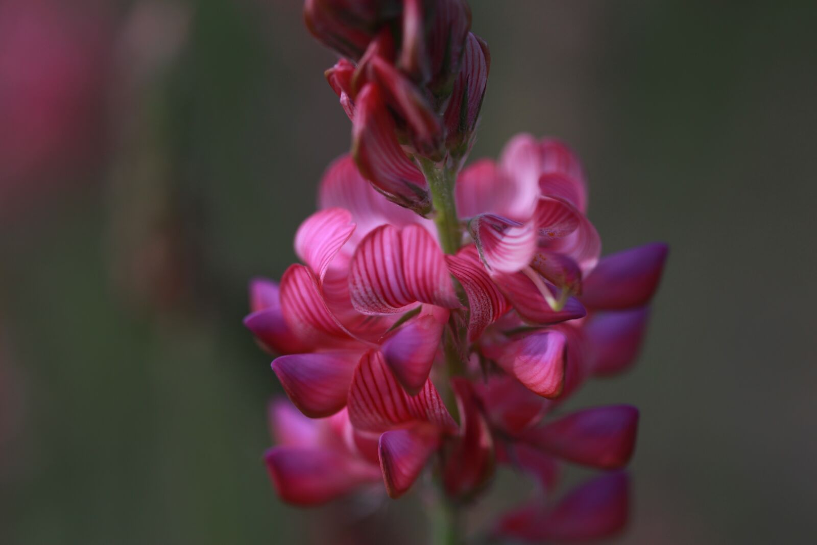 Canon EF-S 60mm F2.8 Macro USM sample photo. Flower, pink, wild photography