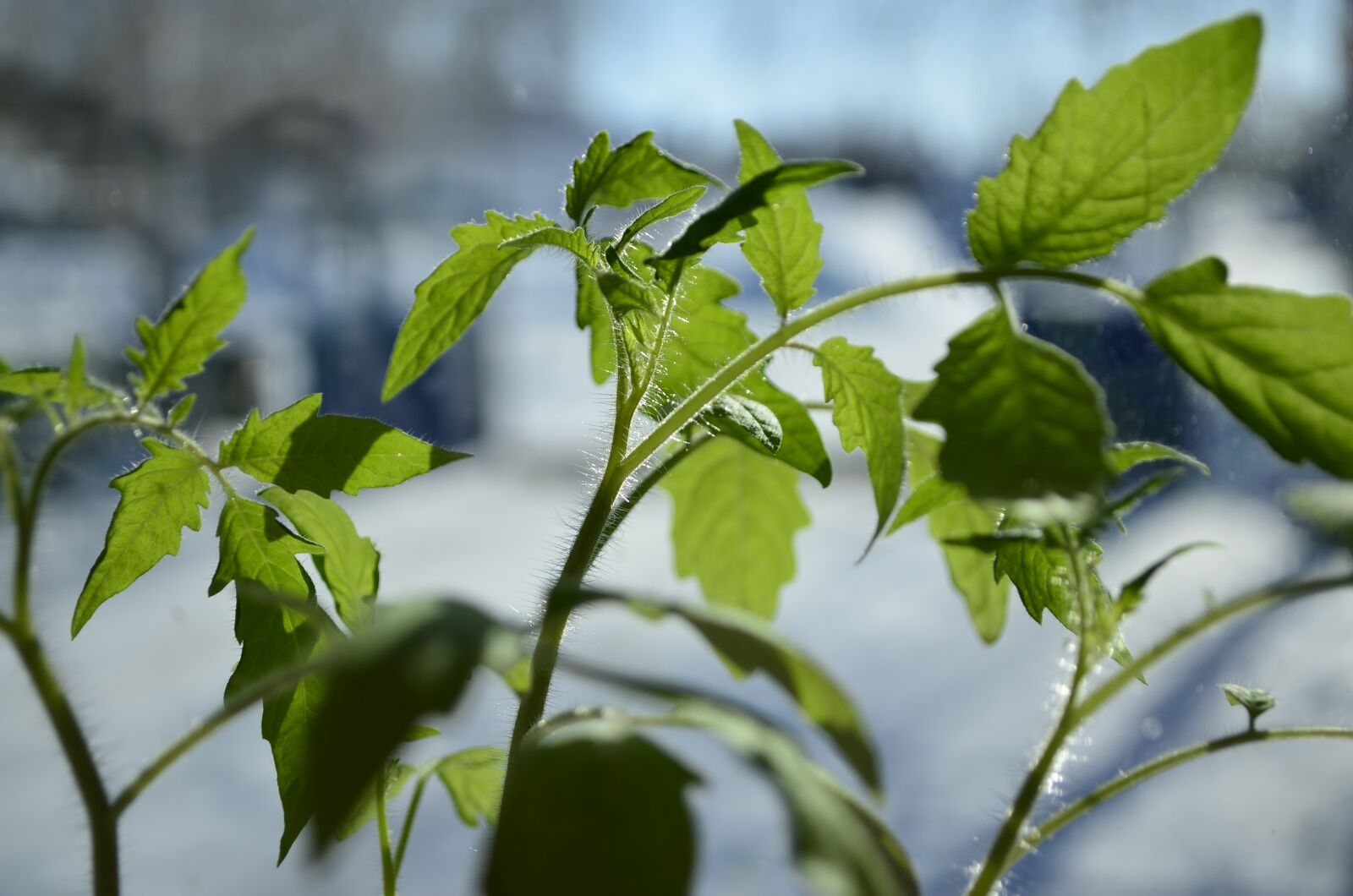 Nikon D5100 sample photo. Seedling, spring, greens photography