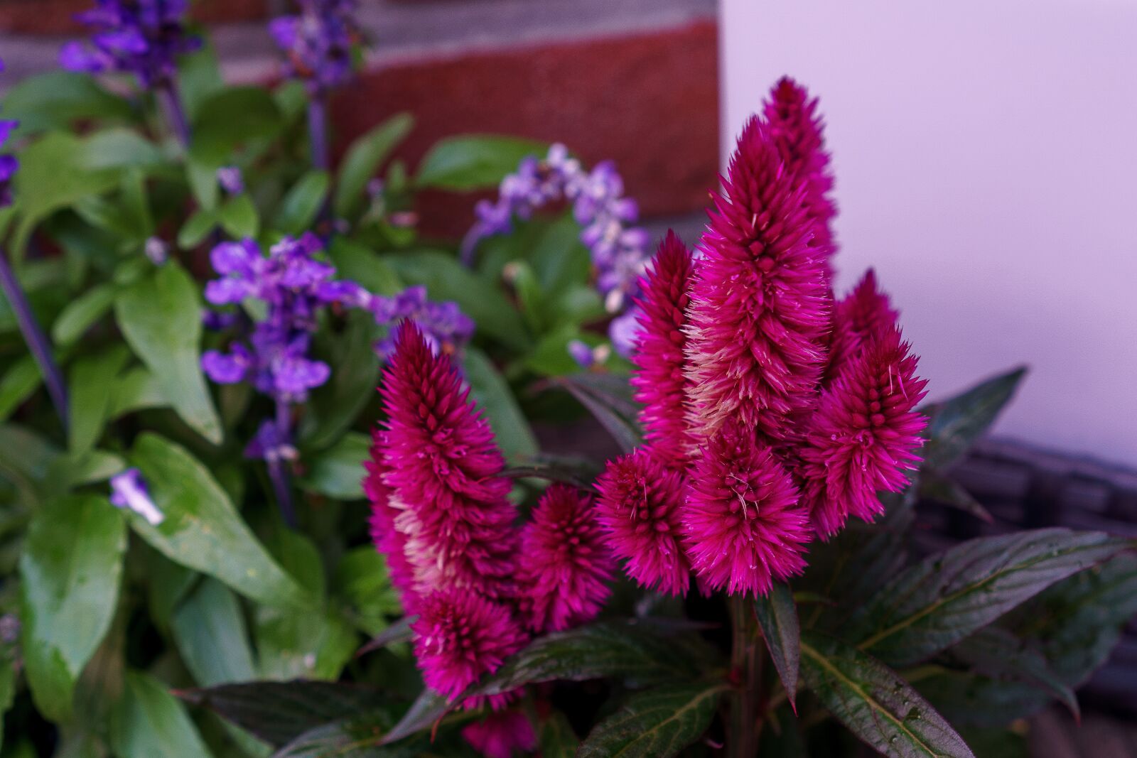 Sony a6000 + Sony E 35mm F1.8 OSS sample photo. Flowers, garden, nature photography