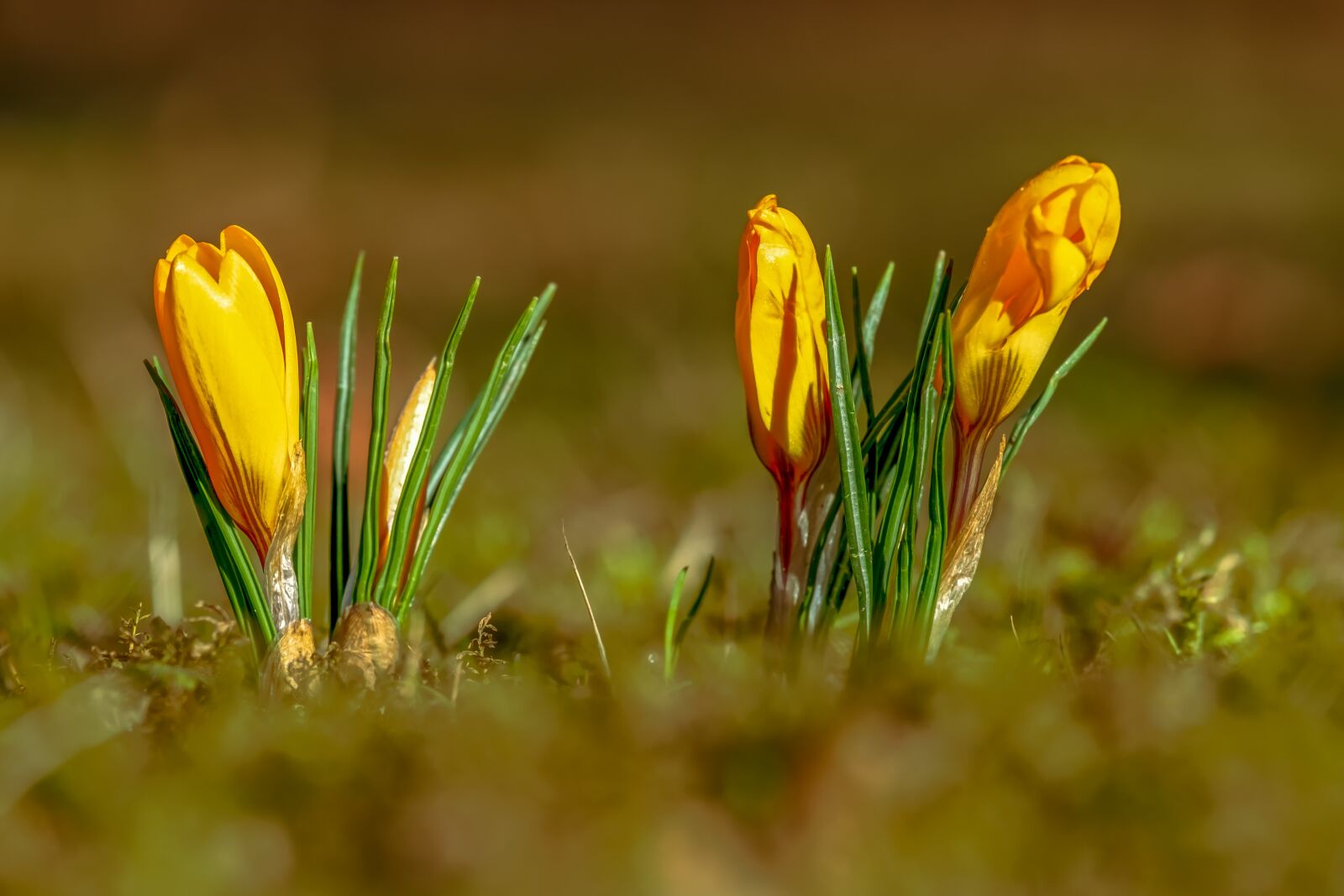 Fujifilm XF 55-200mm F3.5-4.8 R LM OIS sample photo. Crocus, flower, spring flower photography