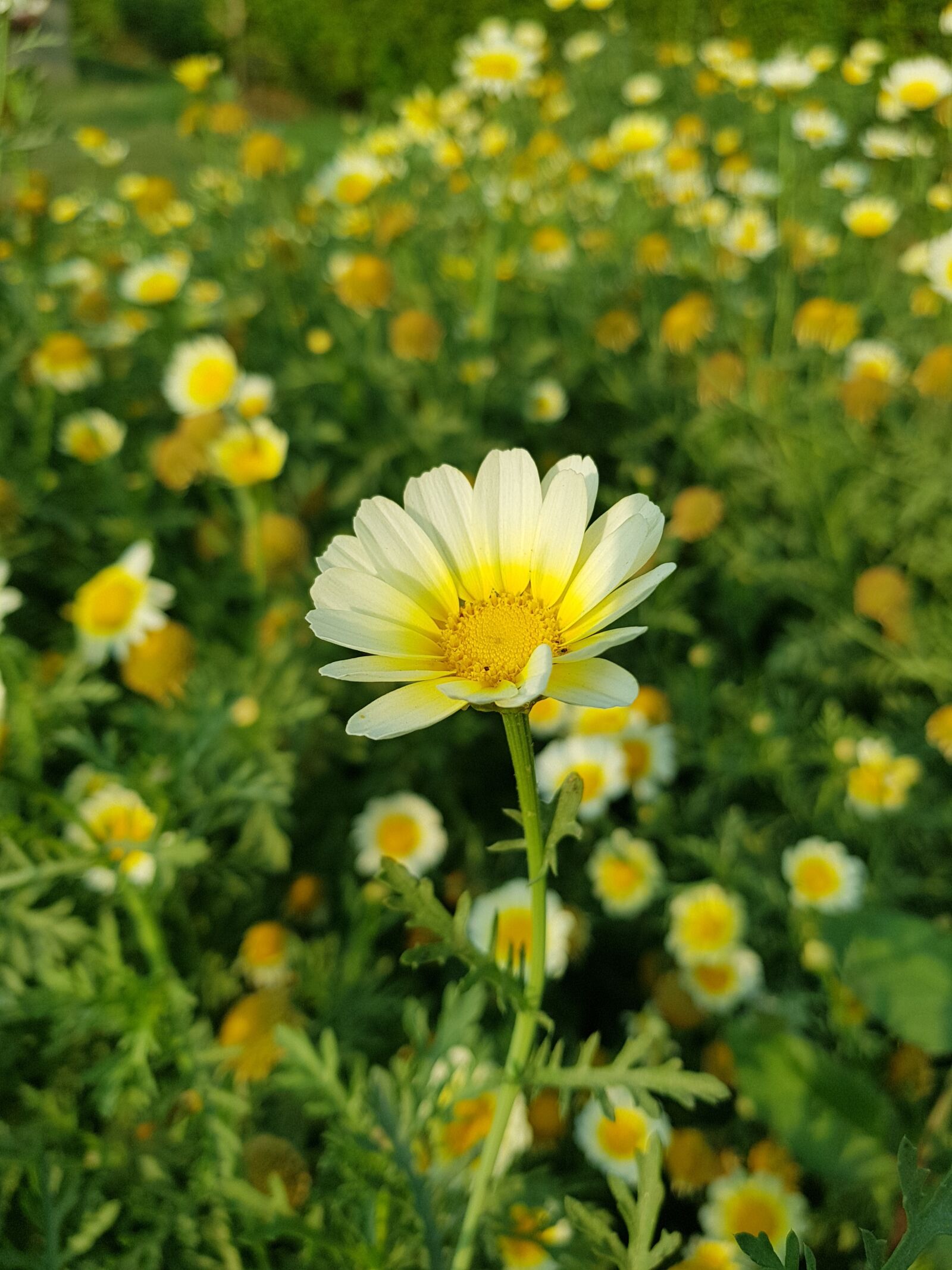Samsung Galaxy S8+ sample photo. Flowers, agriculture, leafs photography