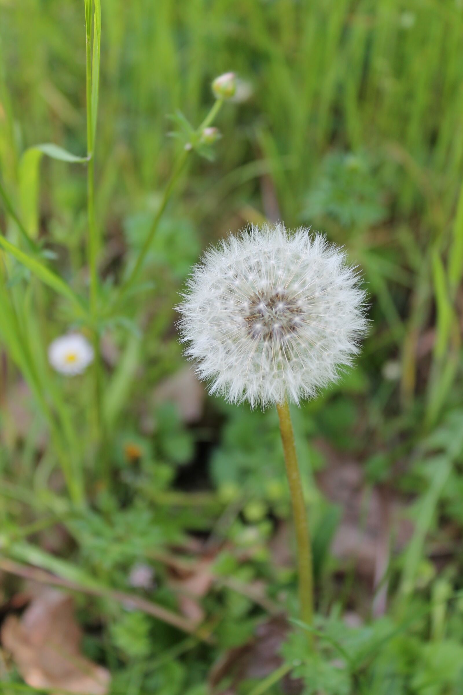 Canon EOS 1100D (EOS Rebel T3 / EOS Kiss X50) sample photo. "Red-seeded dandelion, dandelion, flower" photography