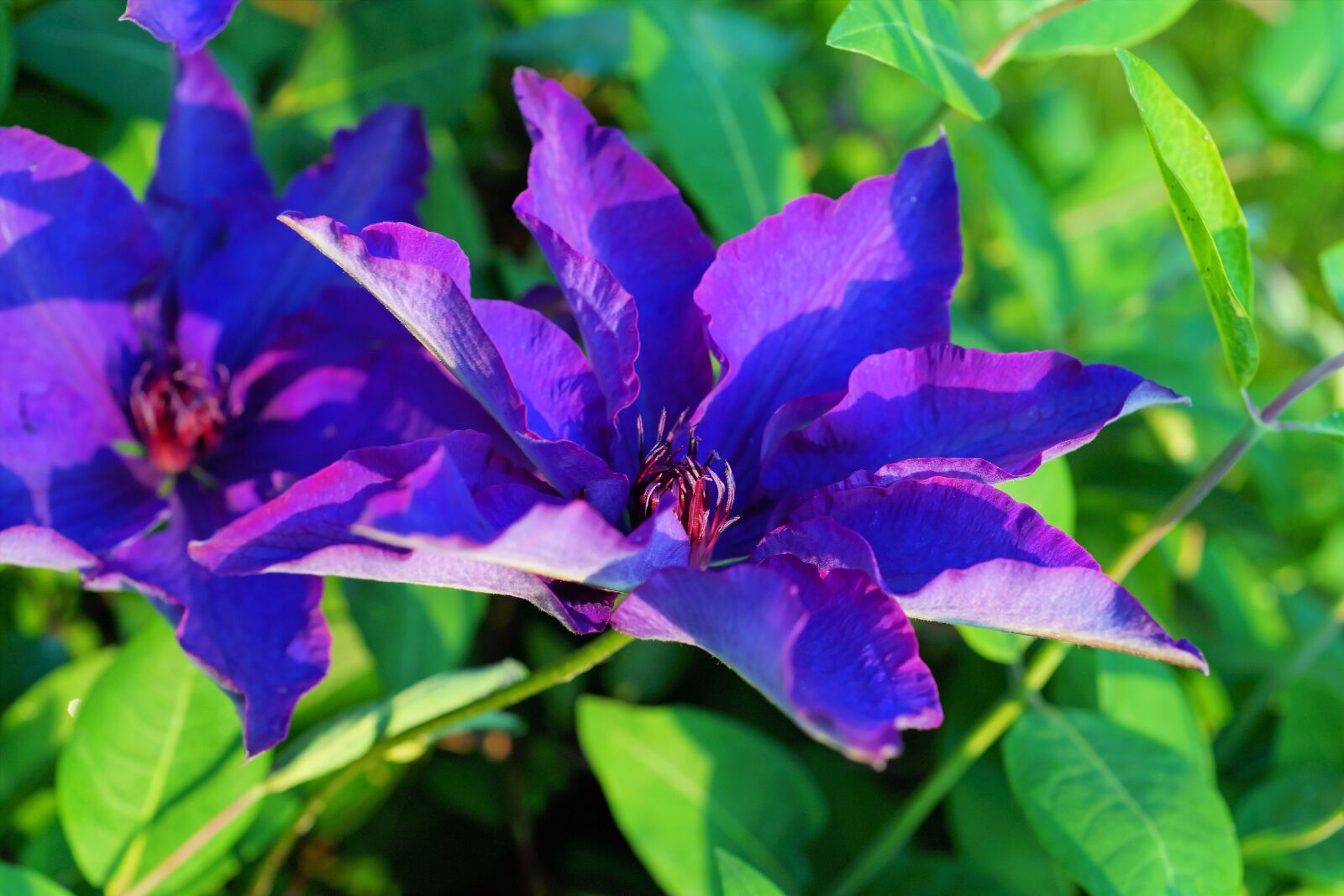 Sony a99 II sample photo. Flower, blossom, bloom photography