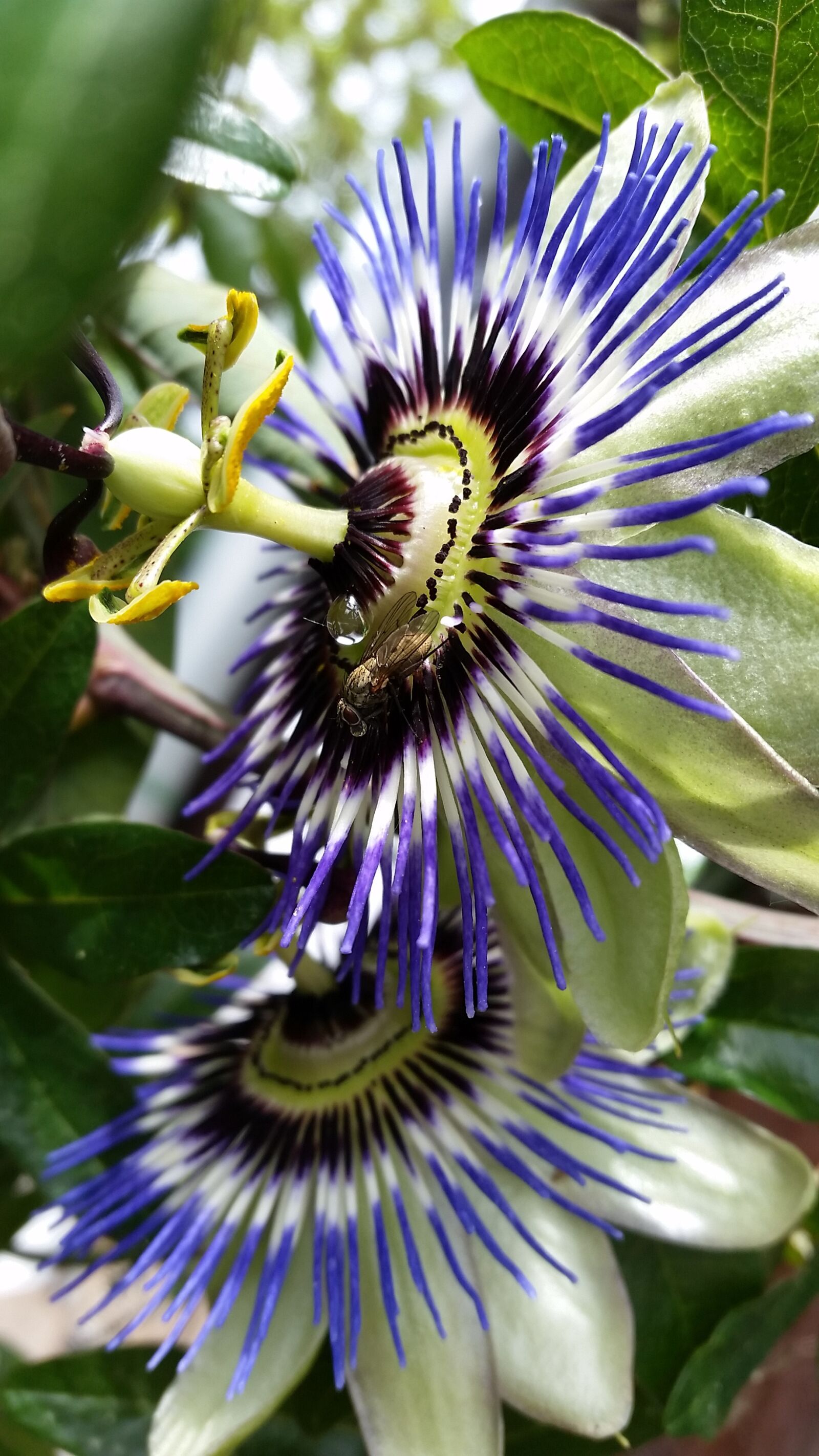 Samsung Galaxy S5 sample photo. Passion flower, flower, blossom photography