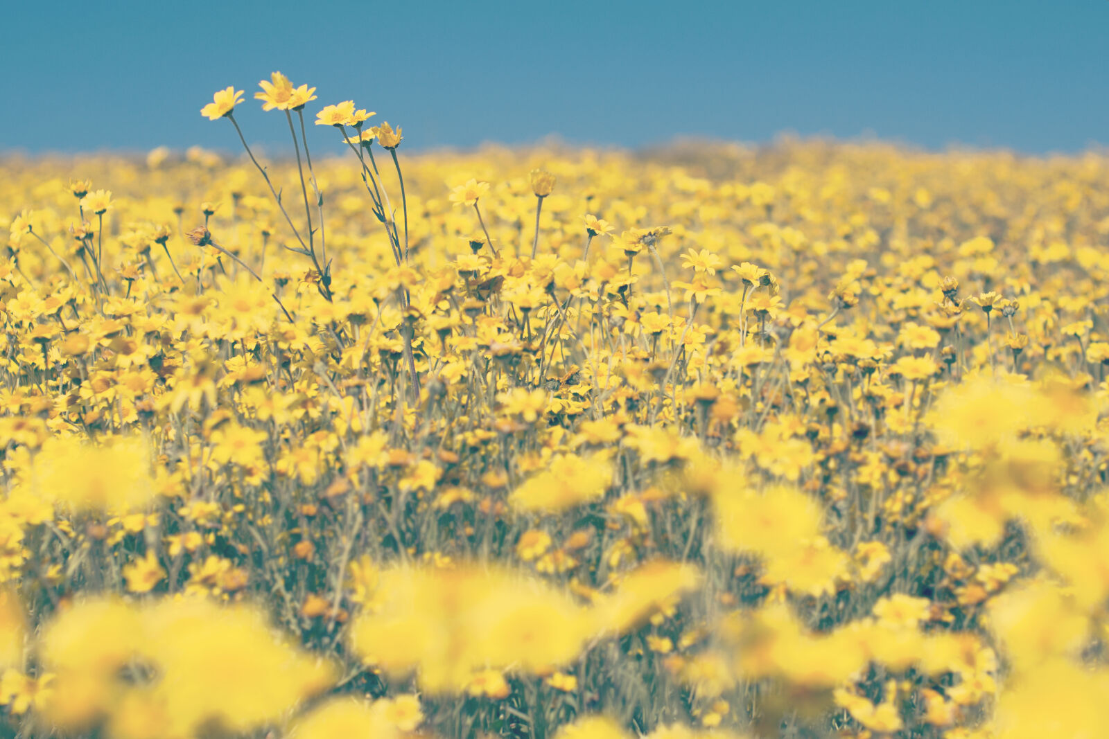 Nikon D600 + Nikon AF-S Nikkor 50mm F1.4G sample photo. Agriculture, beautiful, blooming, blossom photography