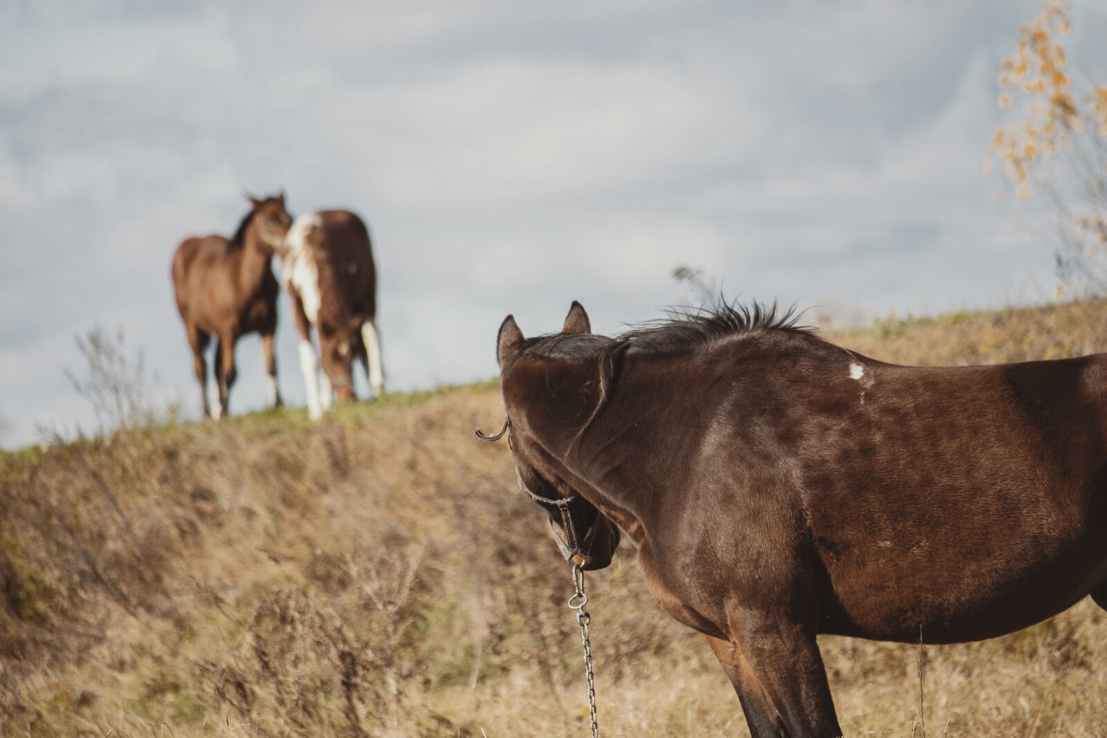 Canon EOS 550D (EOS Rebel T2i / EOS Kiss X4) + Canon EF-S 55-250mm F4-5.6 IS II sample photo. Horse, foal, autumn photography