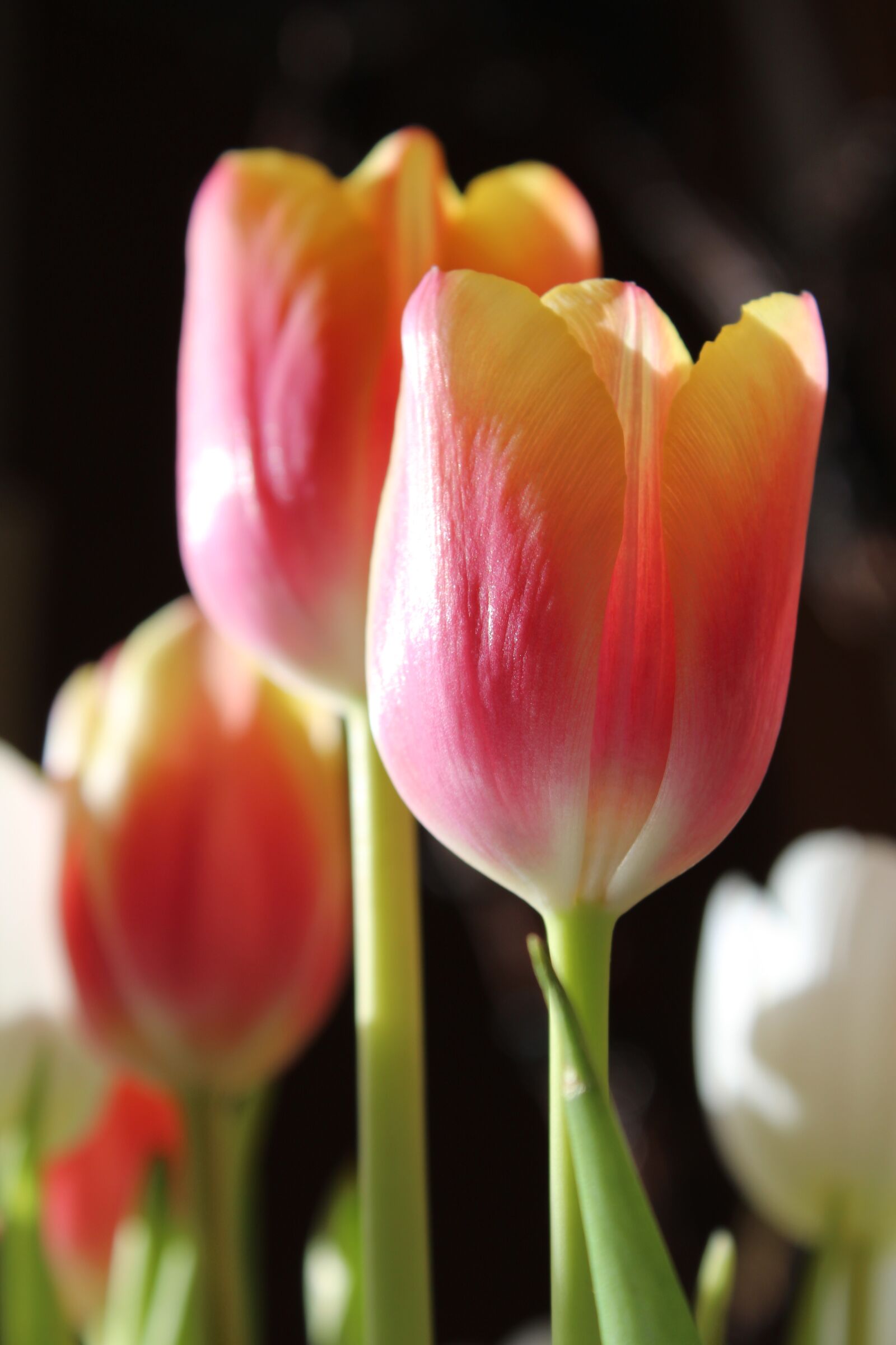Canon EOS 1300D (EOS Rebel T6 / EOS Kiss X80) sample photo. Tulips, flowers, plant photography