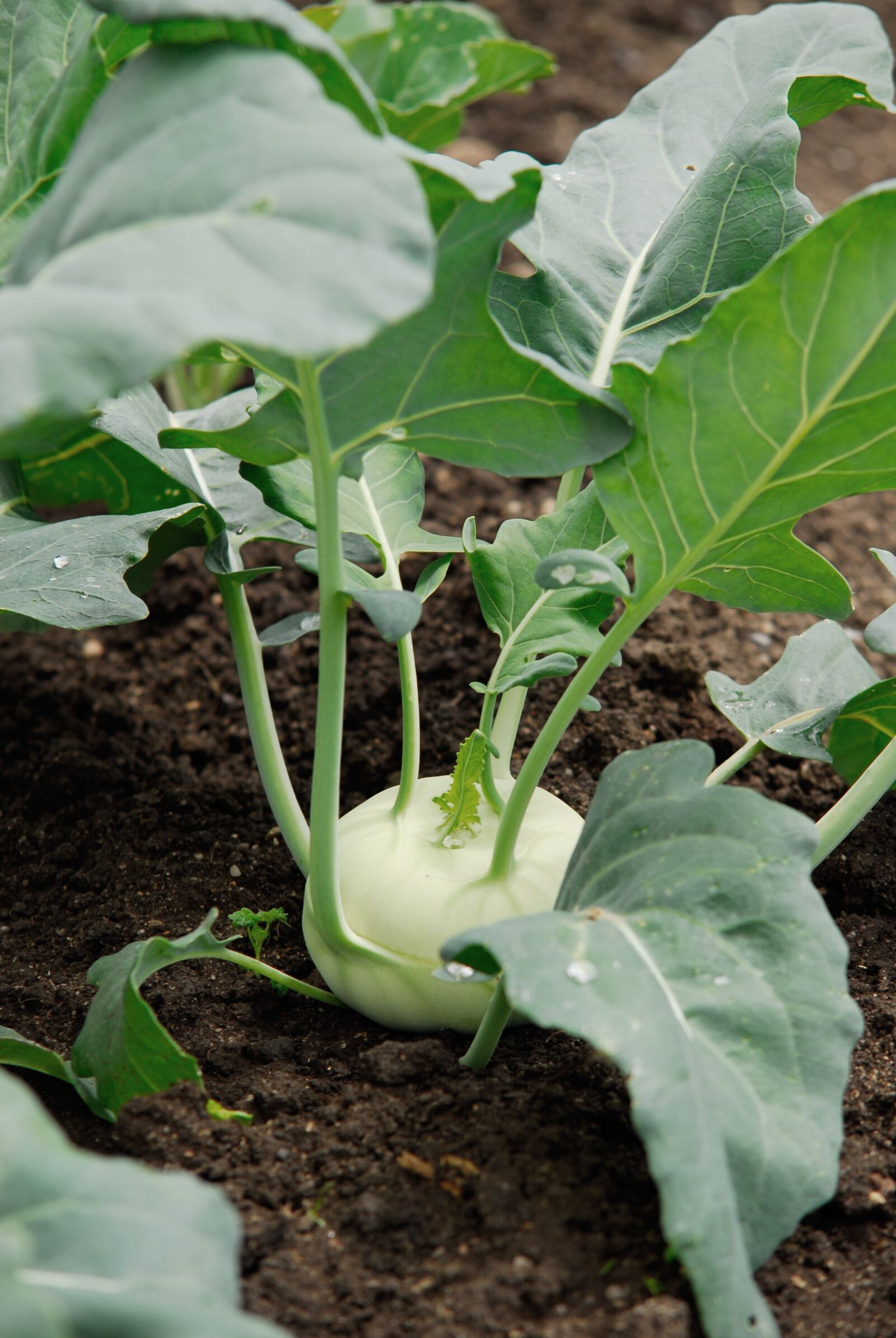 Nikon D200 sample photo. Radish, vegetable patch, vegetables photography