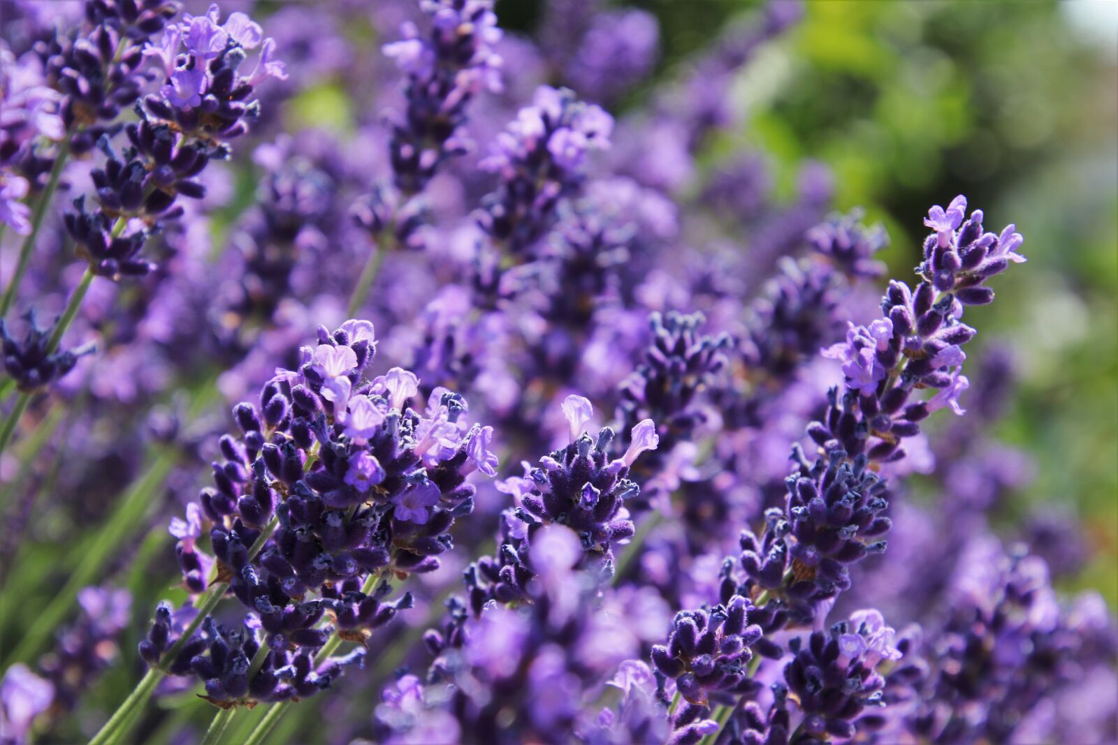 Canon EOS 80D sample photo. Violet, flowering, lavender photography