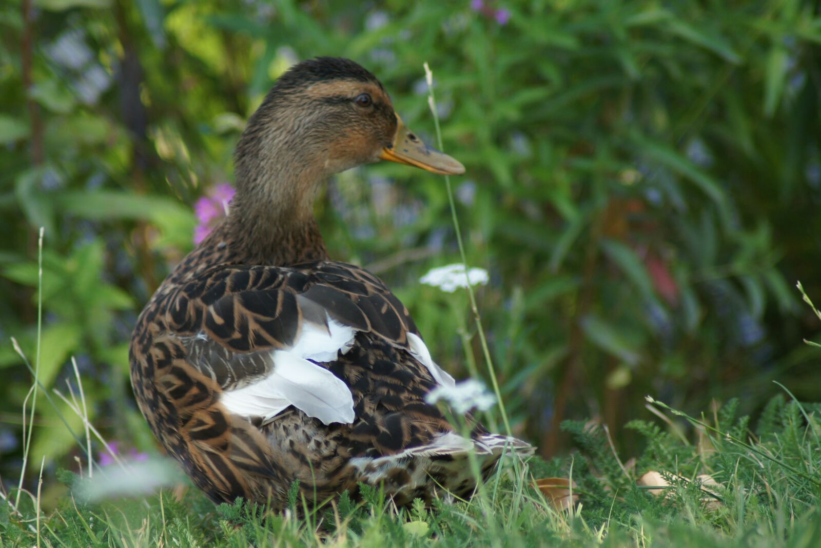 Sony SLT-A55 (SLT-A55V) sample photo. Duck, feather, water bird photography