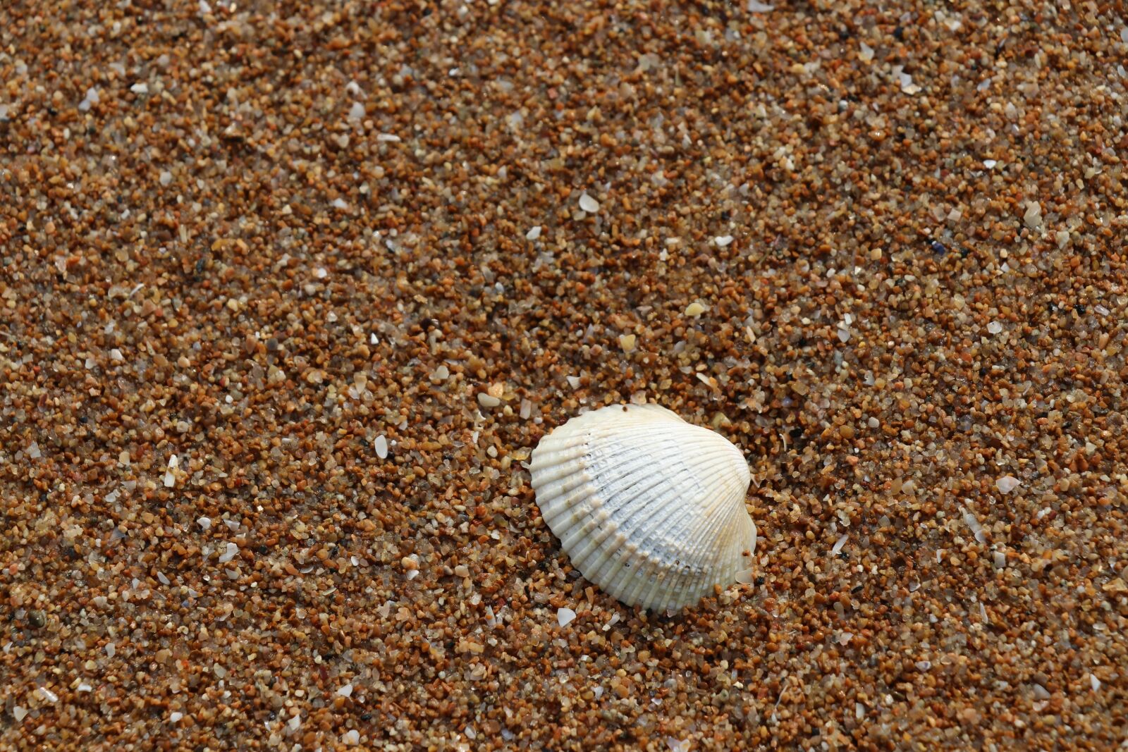 Canon EF-S 18-135mm F3.5-5.6 IS USM sample photo. Sha, exoskeleton, coast photography