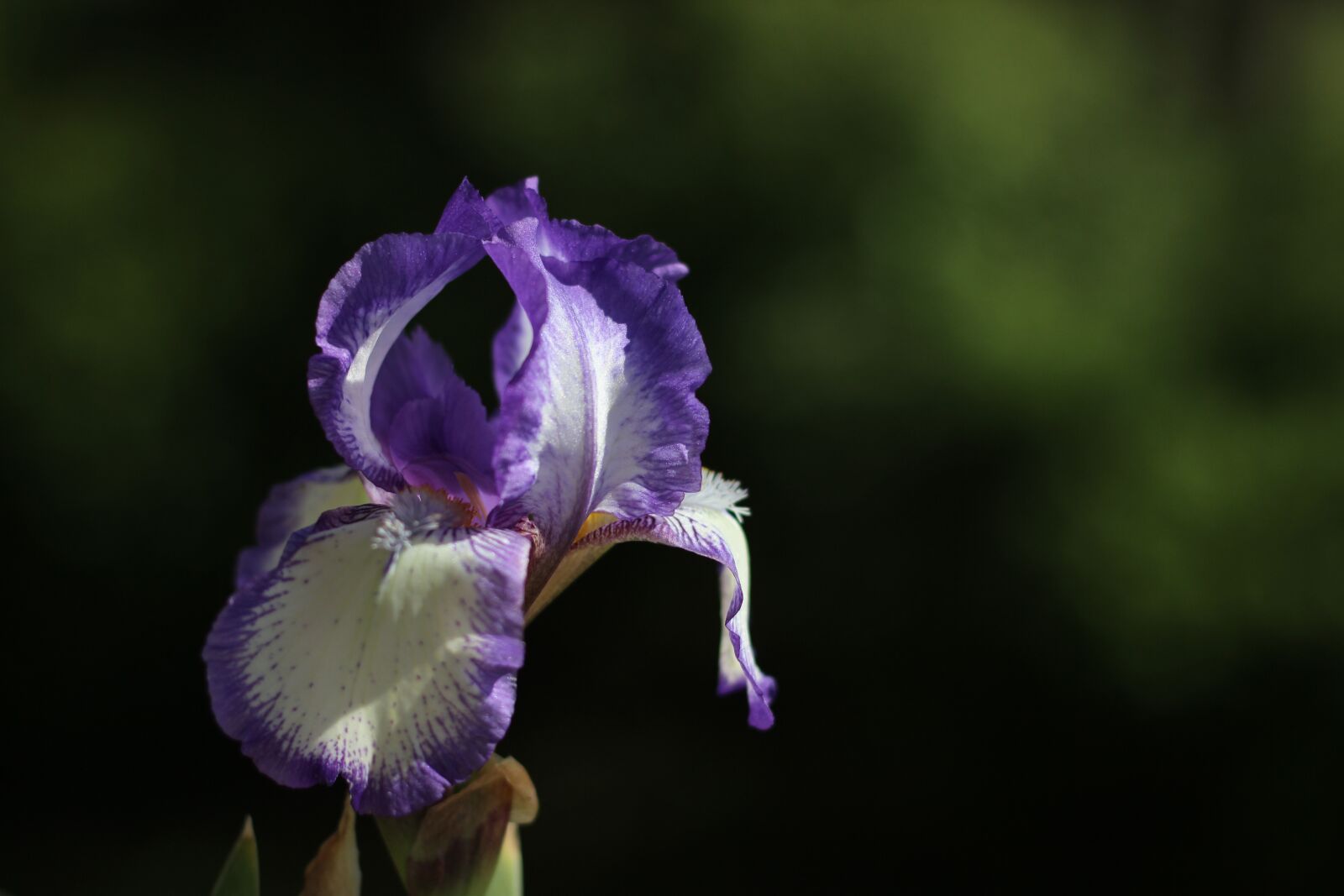 Canon EF 50mm F1.8 STM sample photo. Iris, spring, summer photography