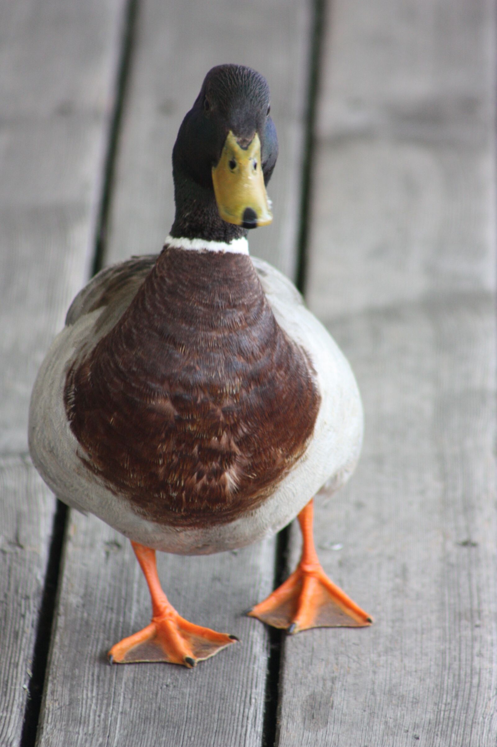 Canon EOS 450D (EOS Rebel XSi / EOS Kiss X2) sample photo. Duck, lake neusiedl, bird photography