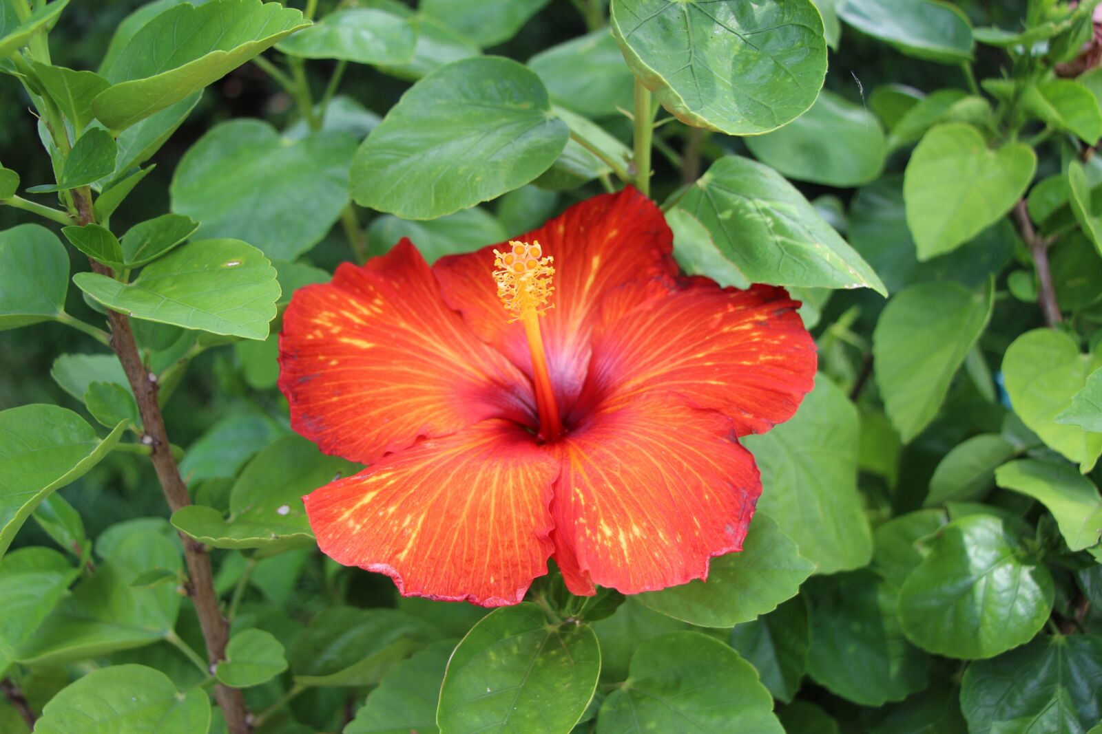 Canon EOS 700D (EOS Rebel T5i / EOS Kiss X7i) sample photo. Park, garden, flowers photography