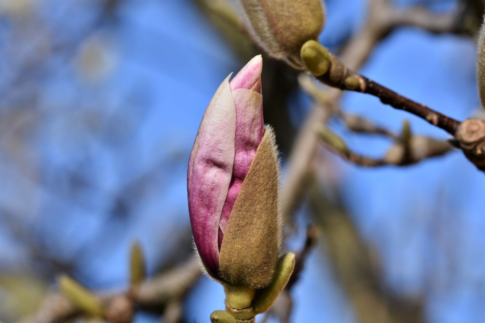 Nikon D7200 sample photo. Magnolia, magnolia tree, magnoliengewaechs photography