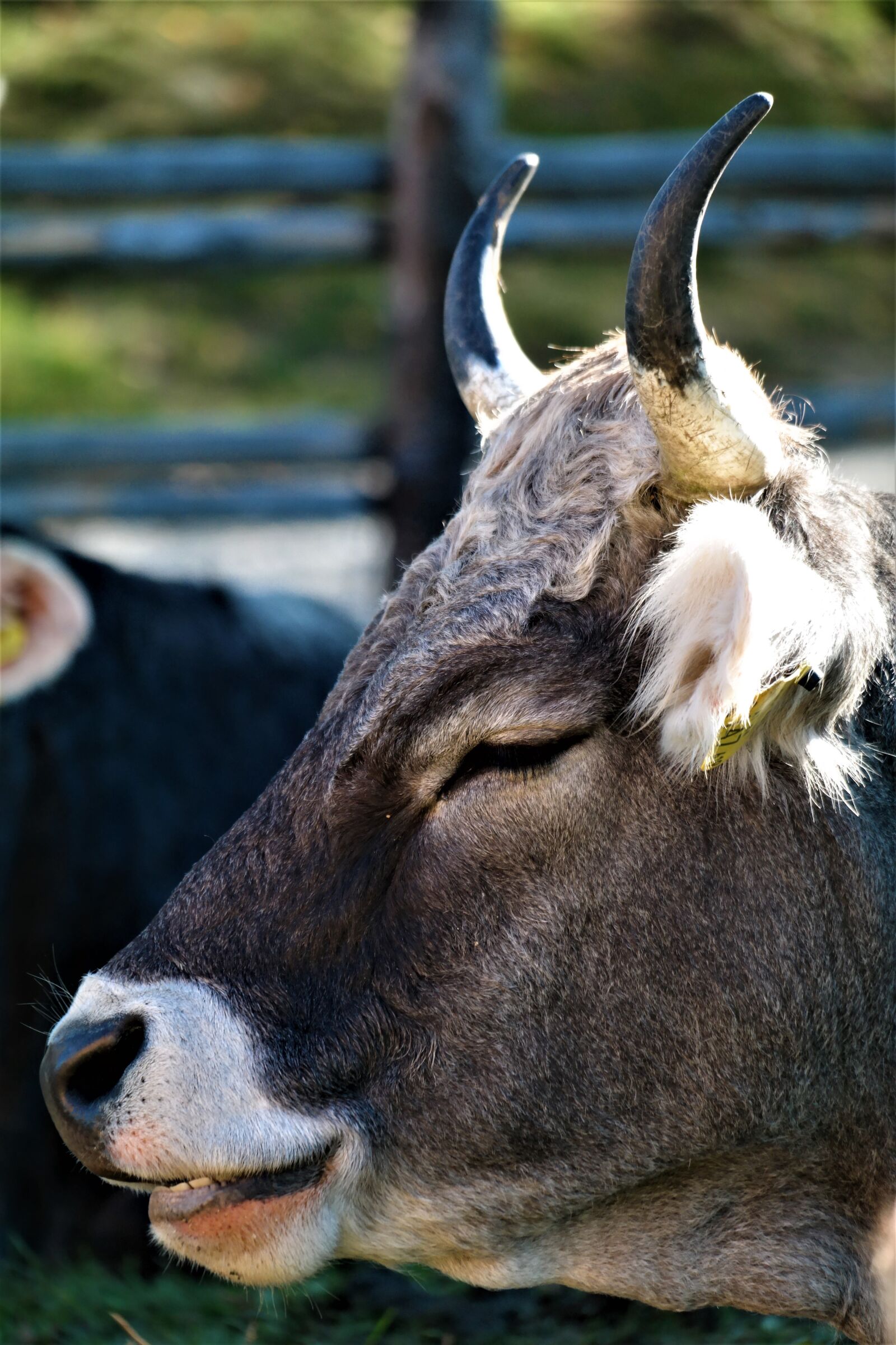 Samsung NX30 + NX 50-200mm F4-5.6 sample photo. Cow, portrait, beef photography